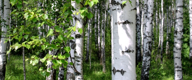 Birch trees in a summer forest